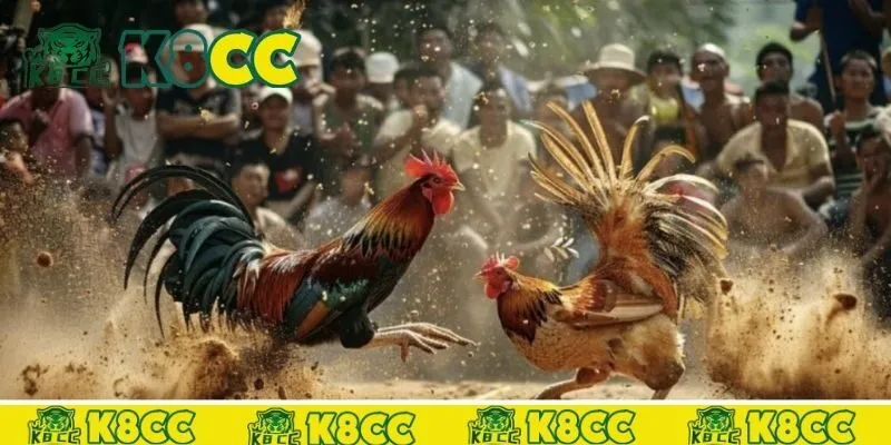 Những loại hình đá gà k8cc phổ biến được yêu thích